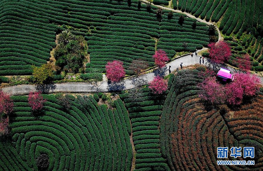 41000箱元氣森林，喝完需要1300年