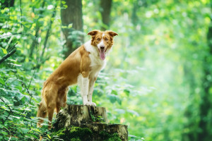 林德劉忠勇《全球液氫生產(chǎn)的最新趨勢(shì)》