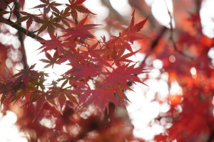 種地不煩神！“田保姆”助農增收 江蘇推介15個農業社會化服務典型案例