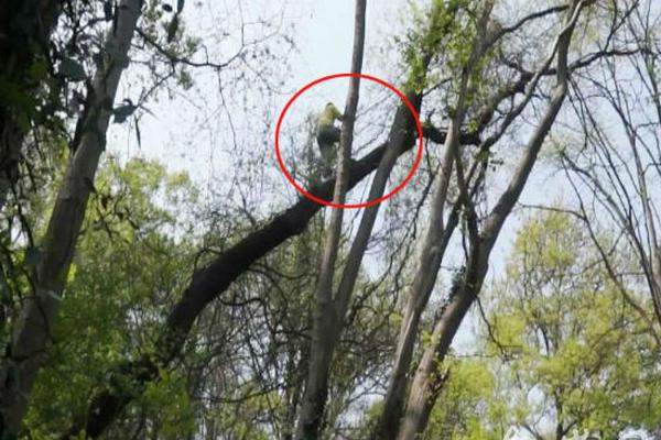 國網信通股份中電啟明星：RPA助力實現遠程復電自動化