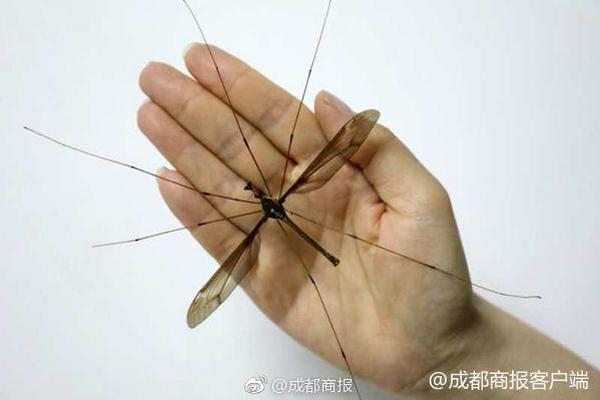 [踐行社會主義核心價值觀]烈日下男子暈倒 女護士伸出援手救助